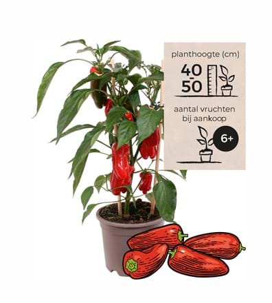 Download Snack Pepper Red Grow Your Own Snack Size Peppers Vreugdenhil For Android Get Wallpaper Snack Pepper Red Grow Your Own Snack Size Peppers Vreugdenhil For Android