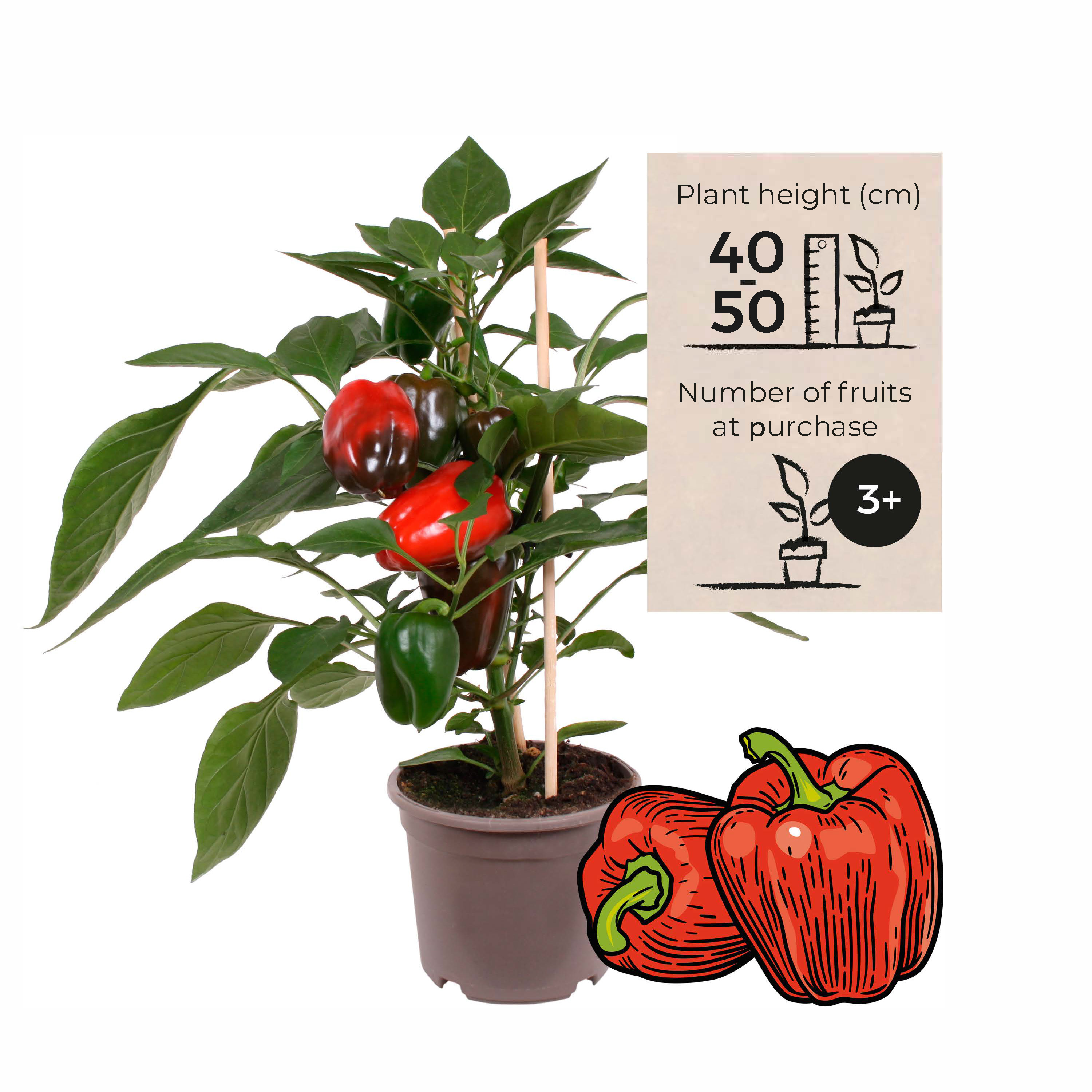 is a bell pepper a fruit