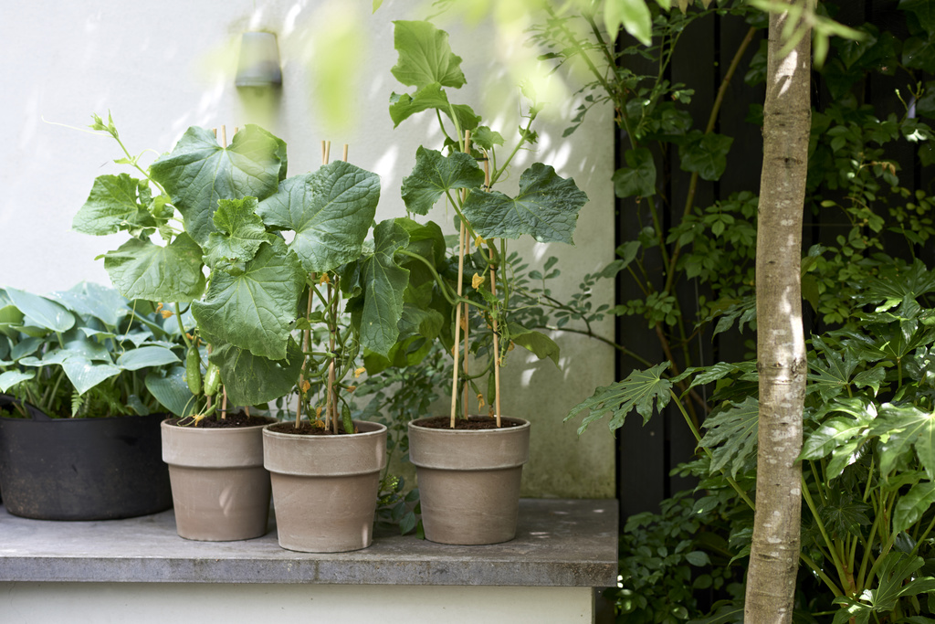 Snack Cucumber - Gurken anbauen - Vreugdenhil Young Plants