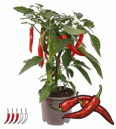 Hot Chili Red - Plant piments pour la maison ou la terrasse Vreugdenhil Young Plants