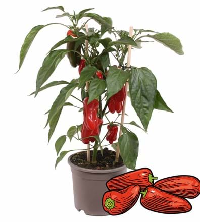 Snack Pepper Red - Grow your - Vreugdenhil Young Plants